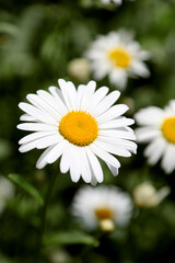 chamomile in a sunny garden