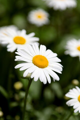 chamomile in a sunny garden