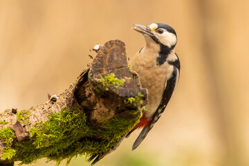 Great spotted woodpecker, Dendrocopos major