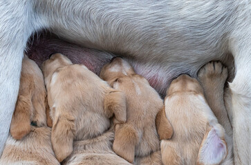 little puppies sucking milk from their mother