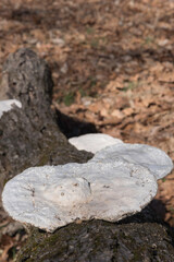 Fototapeta premium Disk shaped white polypore fungus on a dead tree.