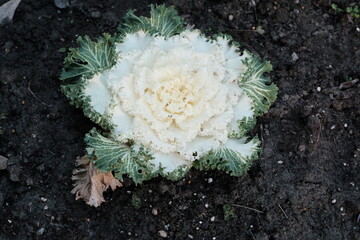 Cauliflower in earth