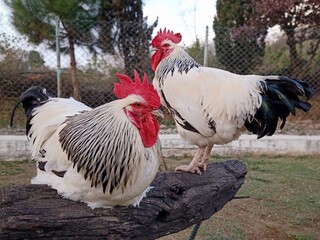 Rooster in the garden. Sussex chicken breed.