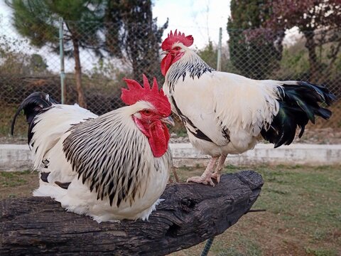 "Sussex Chicken" Images – Browse 742 Stock Photos, Vectors, and Video