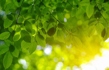Fototapeta na wymiar Green leaves on the sun.