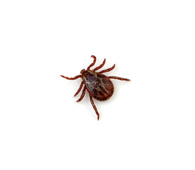 Tick isolated on white background