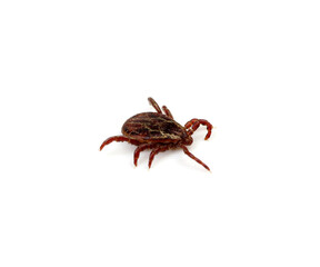 Tick isolated on white background