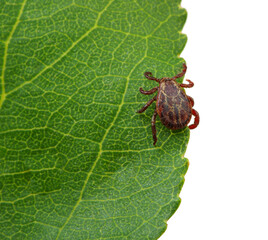 Tick insect sitting on a green leaf