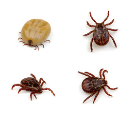 set mite parasitic insect collection