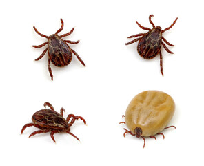 set mite parasitic insect collection