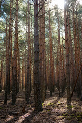 Vertical trees in a pine forest. Spring forest day landscape. background woods