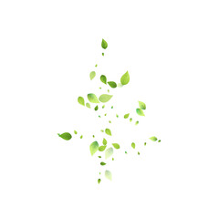 Leaves Green Falling Flying Foliage Leaf Tea Mint