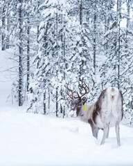 Reindeer in Swedish forest