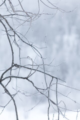 Branches in winter with white background