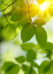 Green leaves plants on sun in nature