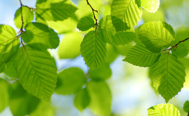 Green leaves plants nature spring background at