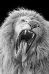 The Lion yawns