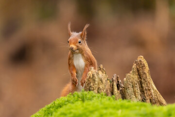 Squirrel, Red Squirrel