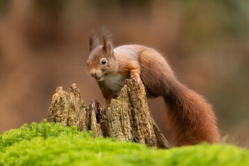 Squirrel, Red Squirrel