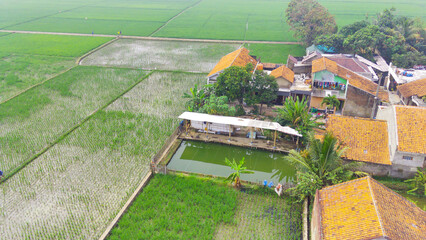 Scenic view of green rice fields surrounding the residential area of Rancaekek, Indonesia