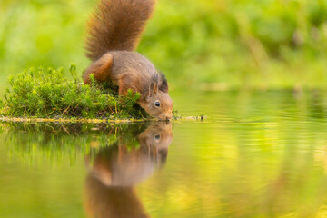 Squirrel, Red Squirrel