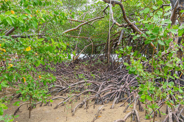 Nature landscape of mangroves around the Ipojuca River, near Camboa beach, Ipojuca - PE, Brazil. Plants and trees in a wet region of sandy soil.