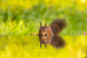 Squirrel, Red Squirrel
