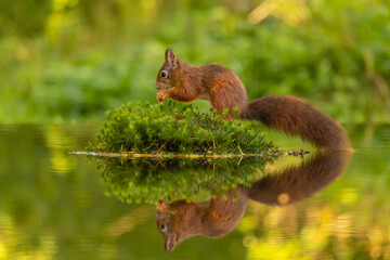 Squirrel, Red Squirrel