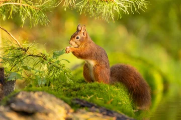 Tuinposter Squirrel, Red Squirrel © Gert Hilbink