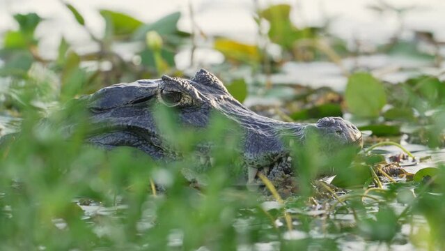 Dangerous yacare caiman crocodile with sharp teeth resting near the shore, quietly hiding behind aquatic vegetations awaiting for its prey at ibera wetlands, pantanal biosphere reserve, brazil.