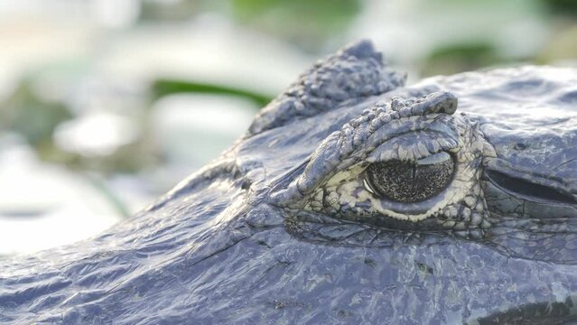 Extreme close up shot of a carnivore yacare caiman resting in swampy lake capturing the details of its skin and eye at ibera wetlands, pantanal natural region.
