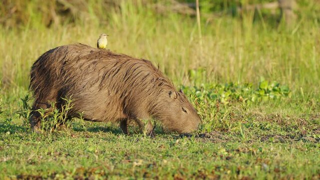 Tiny yellow cattle tyrant riding on top of a pregnant capybara while it forages on the ground for delicious fresh grass at beautiful sunset golden hours, ibera wetlands, pantanal brazil.