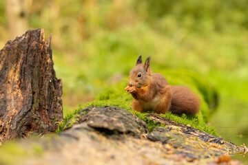 Squirrel, Red Squirrel