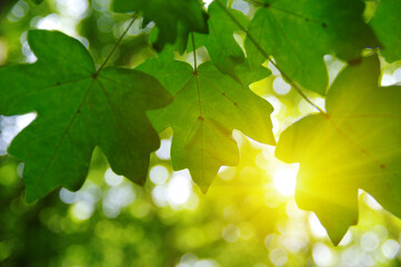 Green leaves and sun