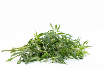 Edible Cannabis Leaves Also Called Bhaang Ke Patte Or Bhang Ka Patta Is Offerred To Lord Shiva And Used In Thandai, Poori Pakoras, Halwa, Puri On Holi. Isolated On White Background