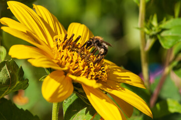 Hummel auf Sonnenblume