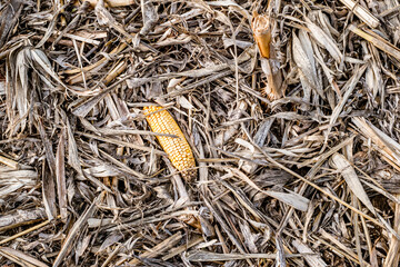 Leftover corn cob after threshing. Waste of food. top view
