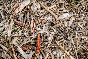 Leftover corn cob after threshing. Waste of food. top view