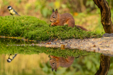 Squirrel, Red Squirrel