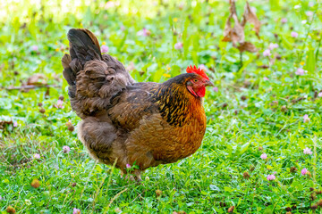 Brown spotted chicken in the garden among the grass