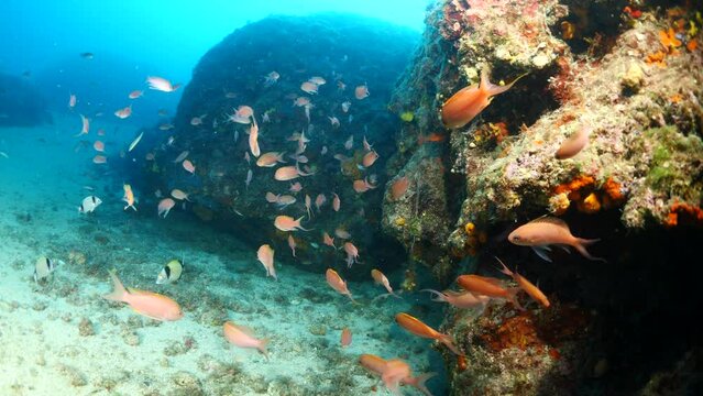 anthias fish school underwater around a big rock full of yellow sponges mediterranenan habitat