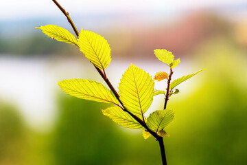 Tree branch with fresh green leaves on blurred background