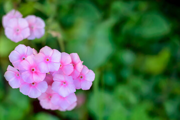 Horizontal background with pink flowers, copy space