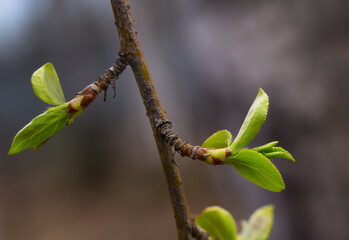 The first pale green sprouts on a tree against a natural forest background in early spring. close-up with selective focus. Revitalization of nature after winter holidays.
