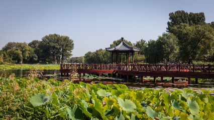 Ein Steg mit einem Pavillon im schönen Naturpark des alten Sommerpalastes in Peking auf einem See, welcher mit grünen Seerosen, Wasserlilien sowie Lotusblumen bewachsen ist.