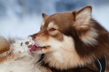 Portrait of a dog lying in snow, licking its paw. - obrazy, fototapety, plakaty