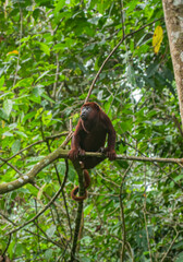 Hermoso animal terrestre de la Selva Amazónica, mostrando detalles en su habitad natural, y su forma física en una fotografía