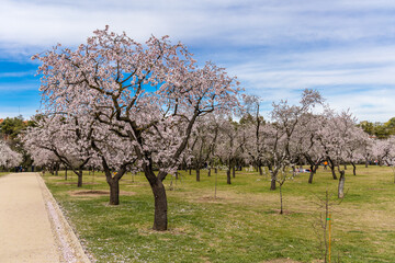 people walking or resting in the public park called Quinta de los Molinos with the almond trees in bloom in Madrid