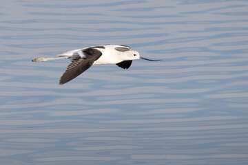 American Avocet at San Joaquin Marsh wildlife sanctuary in Irvine California