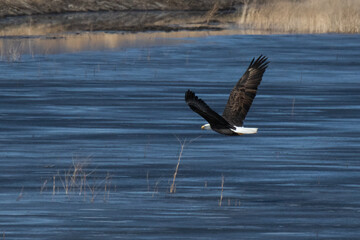 Bald Eagle in Lower Klamath National Wildlife Refuge on the Oregon California Border